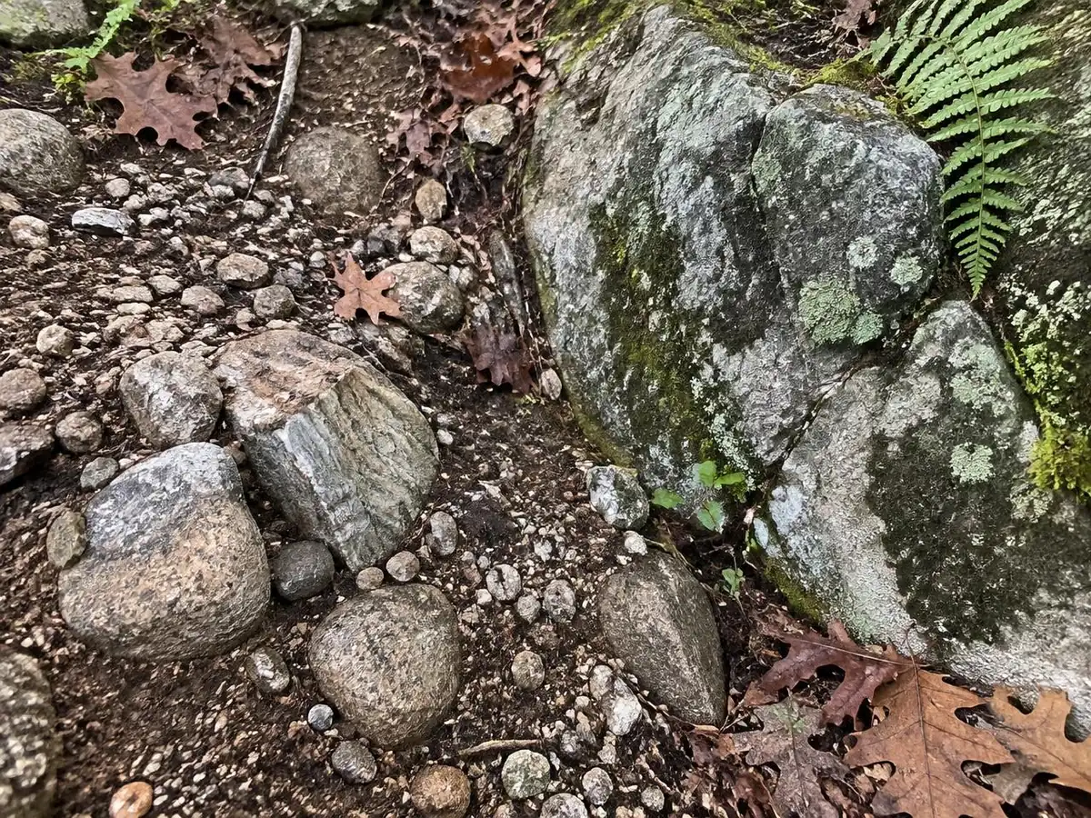Stony glacial till soil with granite cobbles and exposed lichen-covered ledge in an Essex County yard